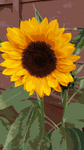 Sunflower Paint by Number- Slate
